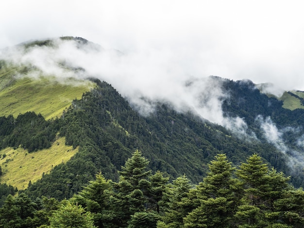 Nevoeiro e nuvens estão cobrindo as florestas e montanhas