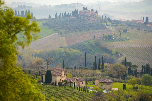 Nevoeiro e paisagem típica da Toscana - vista de uma colina, beco de ciprestes e um vale com vinhas, província de Siena. Toscana, Itália