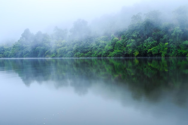 Nevoeiro e riacho na floresta o lago na floresta tropical ao norte da tailândia