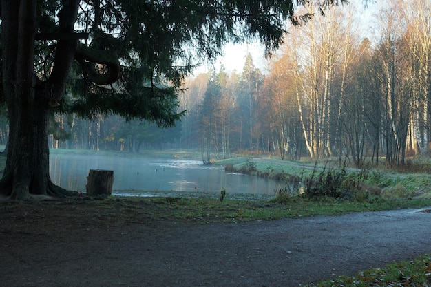 Nevoeiro em um lago com patos no meio de um parque com abetos, um toco de árvore para relaxar debaixo de uma árvore