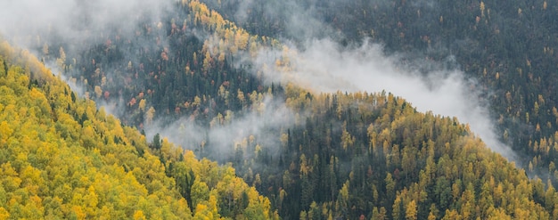 Nevoeiro matinal em uma montanha com floresta