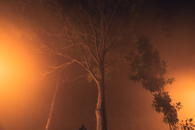 Nevoeiro na estrada à noite e laranjeiras