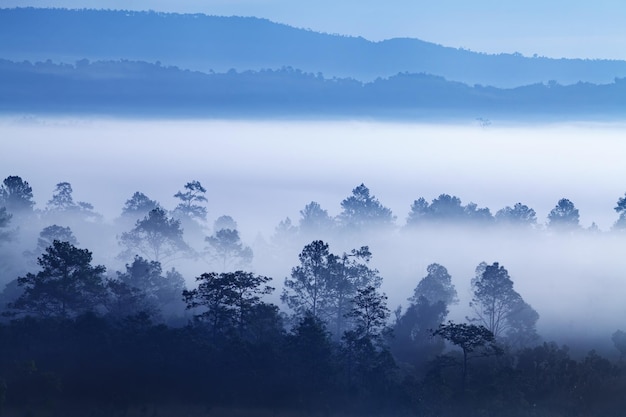 Nevoeiro na floresta em Khaokho PhetchabunTailândia