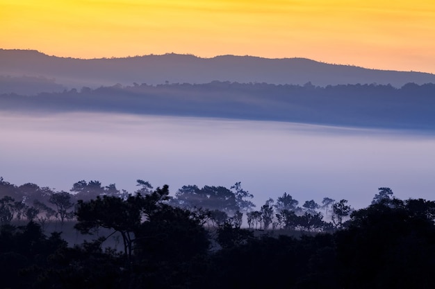 Nevoeiro na floresta em Khaokho PhetchabunTailândia