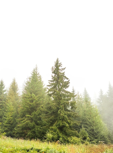 Nevoeiro na floresta na montanha