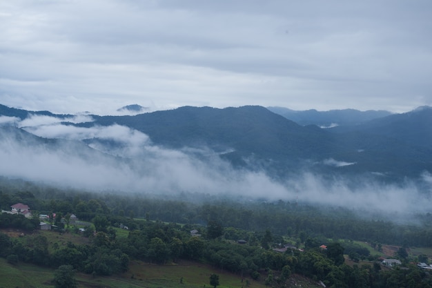 Nevoeiro na floresta