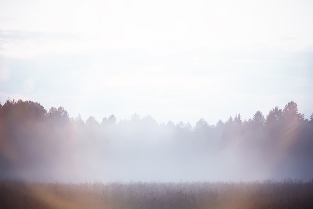 Nevoeiro no campo. Natureza da noite no verão com névoa branca.