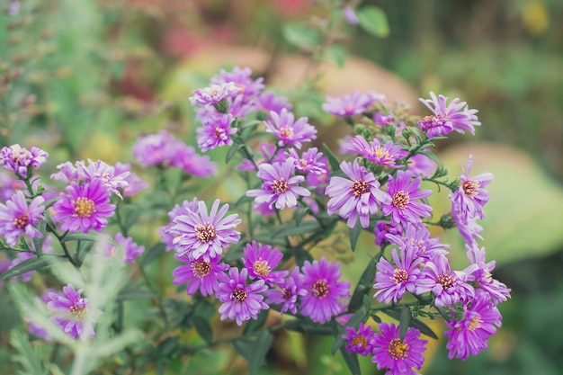 New England Aster, flores no parque