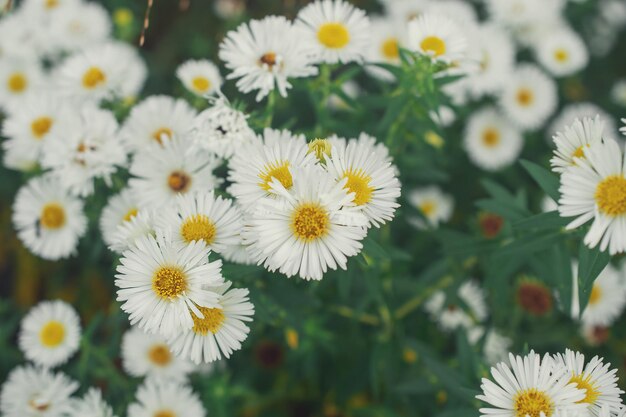 New England Aster, flores no parque