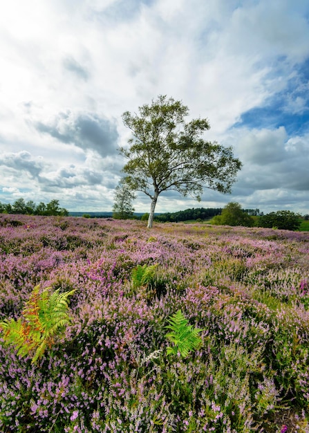 New Forest Heidekraut