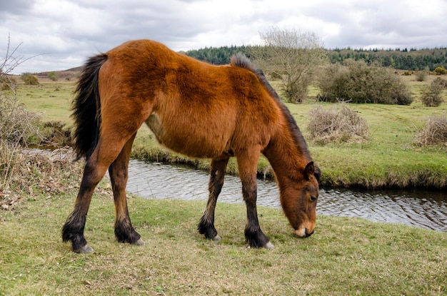 New-Forest-Pony