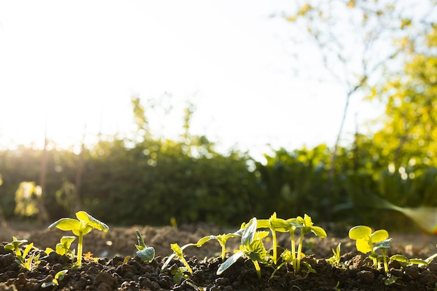 New Life Jungpflanze im Sonnenlicht Gartenarbeit