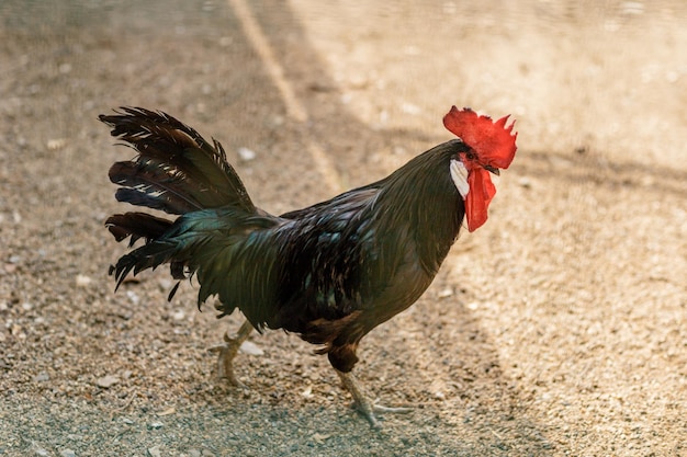 Newton un gallo negro corriendo por tierra seca