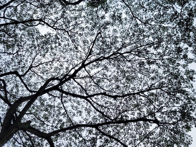 Ângulo baixo da árvore com folhas crescentes sob o céu cinza