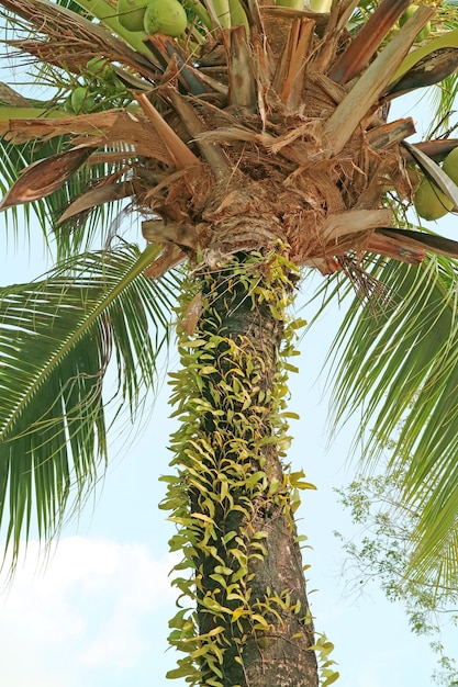 Ângulo baixo de uma palmeira de coco alta com frutas maduras