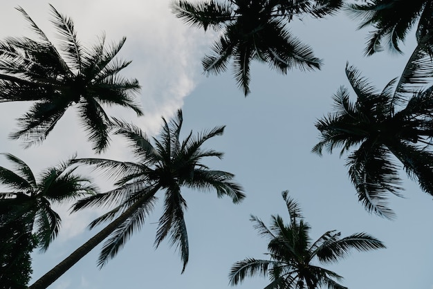 Ângulo baixo olhando para o céu com sombras Silhuetas de coqueiros