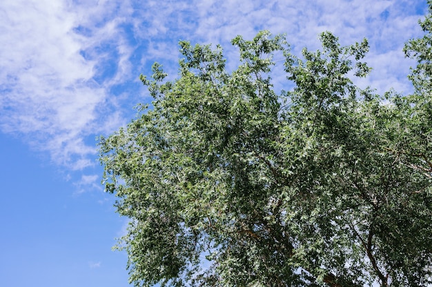 Ángulo bajo de la copa de un árbol con cielo azul de fondo.