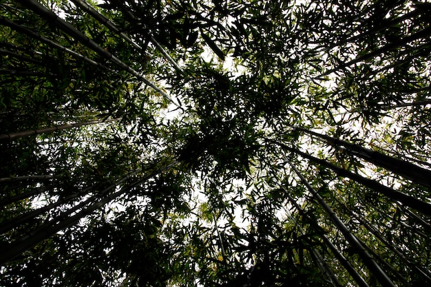 Ângulo de visão ascendente de uma floresta de bambu exuberante.