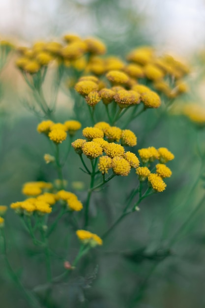 Ângulo incomum da flor tansy ordinária flores silvestres laranja no campo Fundo verde