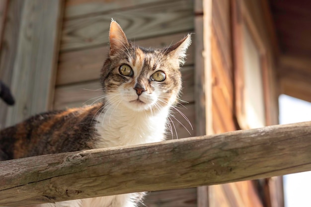 Ángulo bajo de lindo gato blanco y marrón asustado con ojos verdes al aire libre en una cabaña de madera