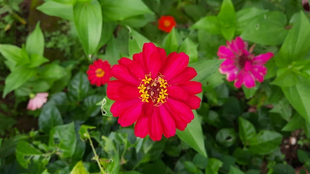 Ángulo superior, hermosas flores rosadas en flor sobre un fondo verde 03