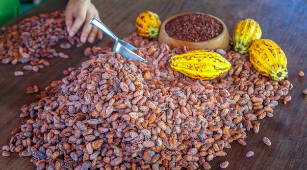 Nibs de cacau e vagens de cacau branco em uma mesa de madeira