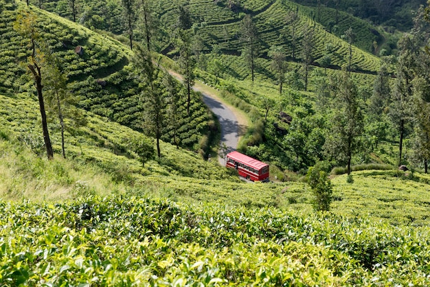 Ônibus vermelho na plantação de chá no Sri Lanka