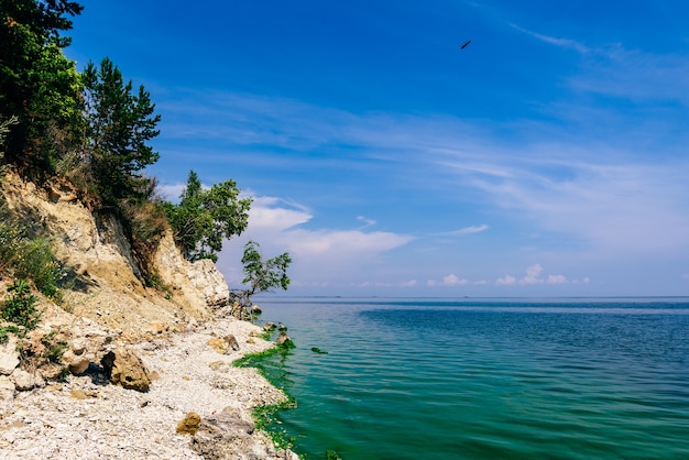 Única árvore na costa rochosa no dia de verão