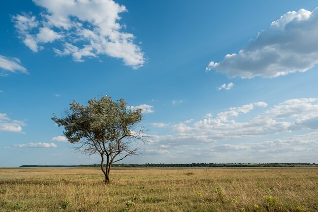 Única árvore na paisagem de campo de grama verde verão nuvens céu azul