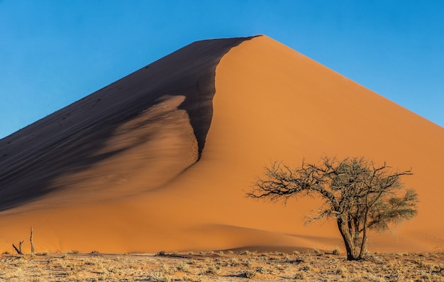 Única árvore perto de uma bela duna e céu azul