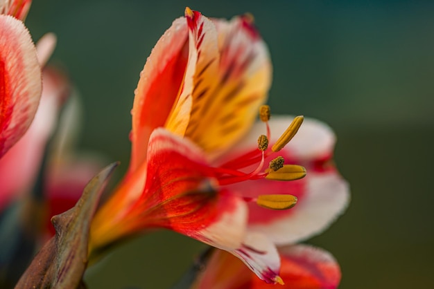 Única flor colorida surreal sonhadora. Luz suave abstrata, cores brilhantes, jardim floral fechado