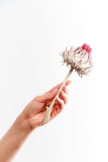 Única flor de alcachofra seca em mão feminina em fundo branco