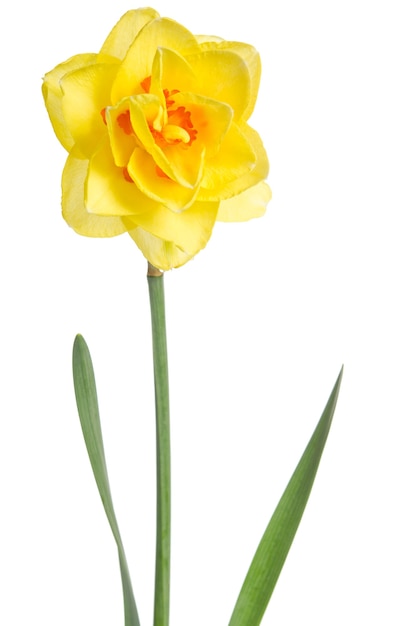 Única flor de narciso amarelo