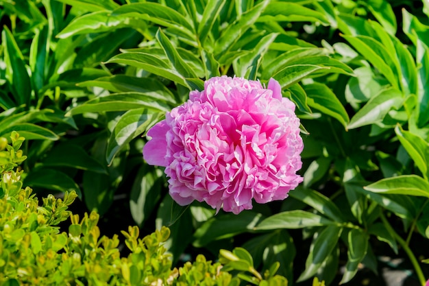 Única flor de peônia rosa profundo no mato