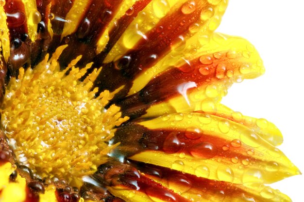 Única flor do tigre Gazania com gotas. (Gênero asteraceae de Splendens) .Isolado.