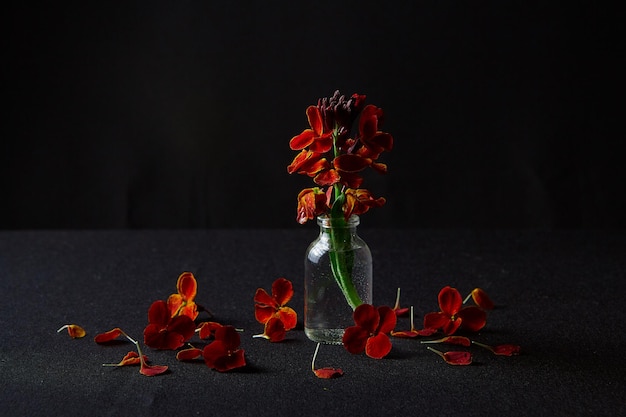 Única flor em vaso de vidro em fundo preto