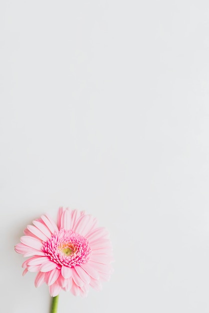 Única flor gerbera rosa claro em fundo cinza