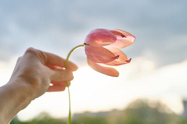 Única flor na mão feminina. Tulipa linda
