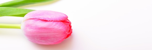 Única flor tulipa rosa sobre fundo branco.