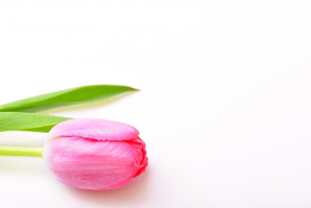 Única flor tulipa rosa