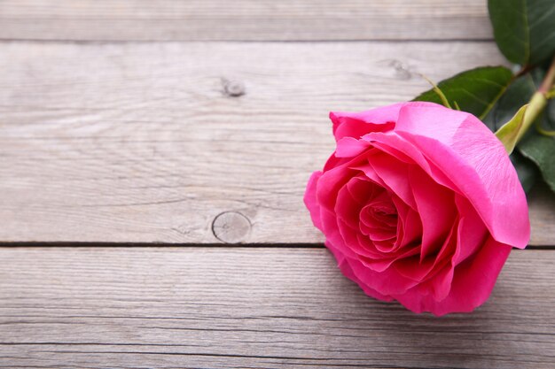 Única rosa linda rosa na mesa de madeira cinza