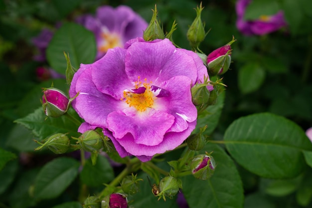 Única rosa roxa com botões e folhas sobre fundo verde. Flor perfeita. Foto de alta qualidade