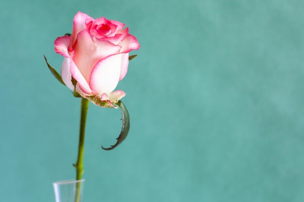 Única rosa vermelha branca fresca sobre fundo verde