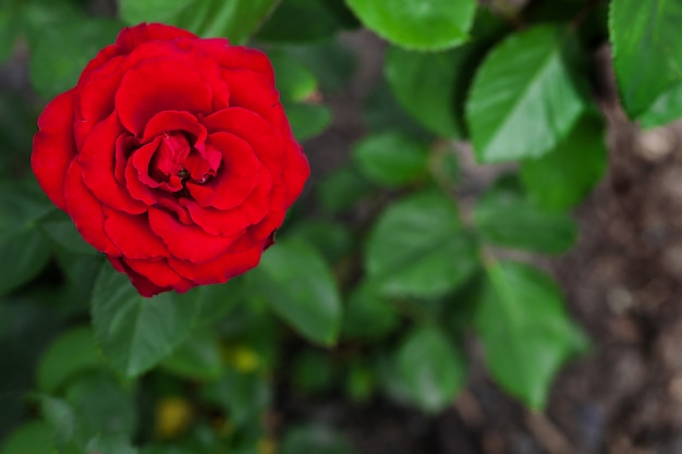 Única rosa vermelha grande no jardim, vista superior