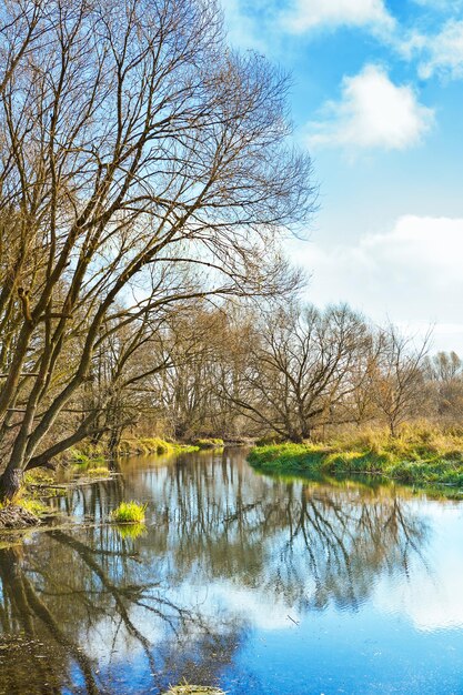 Nicht belaubte Bäume an einem kleinen Fluss