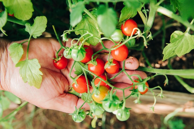 Nicht erkennbare Frau, die eine Handvoll natürlicher Bio-Kirschtomaten aus einem Gewächshaus hält