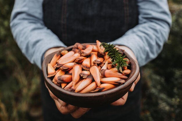 nicht erkennbare Frau, die eine Tonschale mit chilenischen Pinienkernen, Pehuen, Araucaria-Baumfrüchten hält.