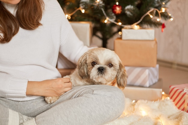 Nicht erkennbare Frau mit ihrem Hund am Weihnachtsbaum und Geschenkboxen, niedlicher Pekinesischer Welpe, der auf Knie ihres Besitzers sitzt, Frau mit gekreuzten Beinen, die auf Boden mit ihrem Haustier sitzen.