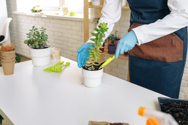 Nicht erkennbare weibliche Transplantationshauspflanze hautnah, Gartenhobby