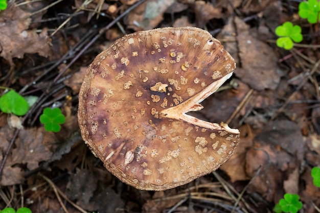 Nicht essbarer Pilz Amanita rubescens im Wald